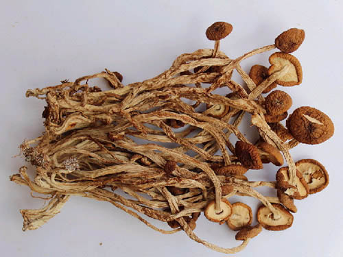 茶树菇配送