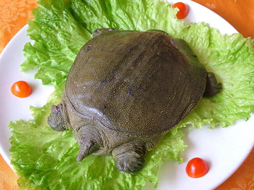 甲鱼配送