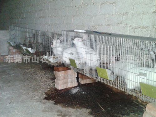 兔子养植现场