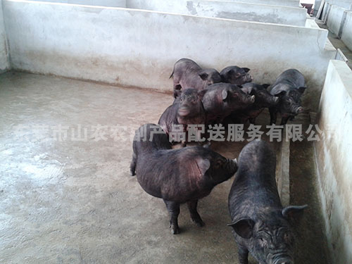 养猪现场