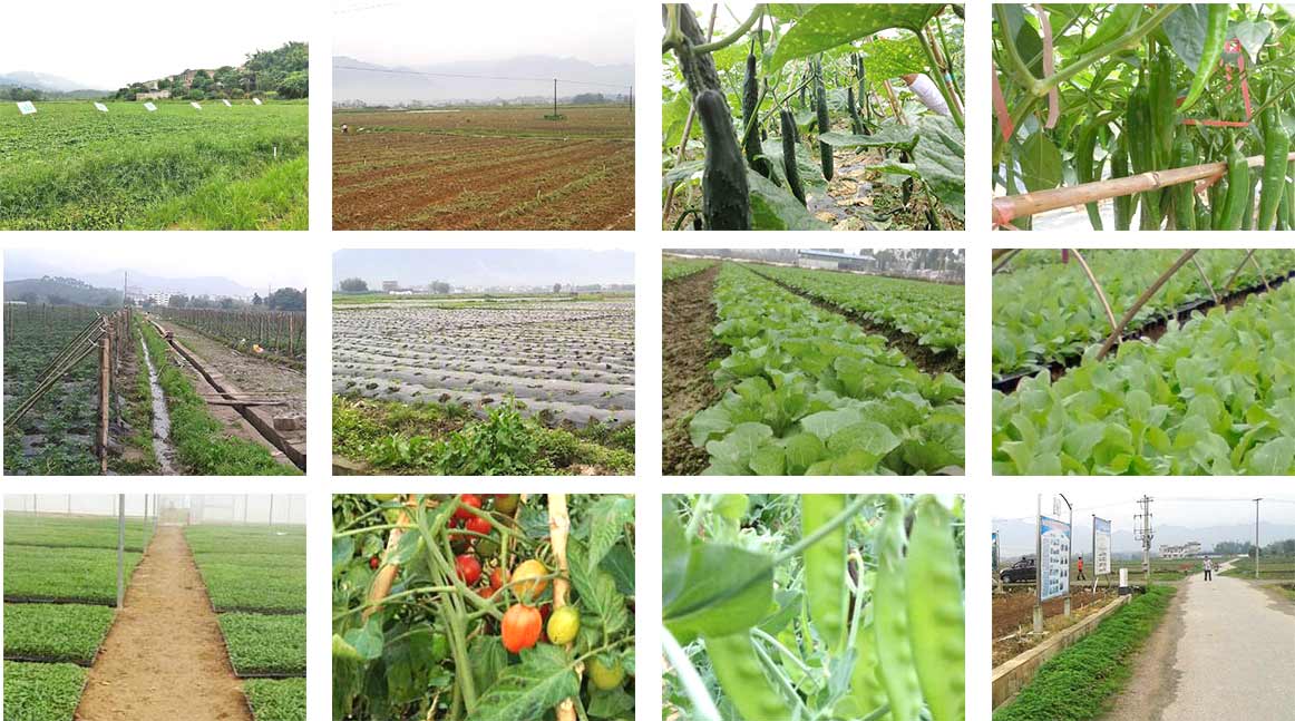 东莞农产品配送