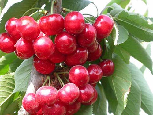 东莞农产品配送