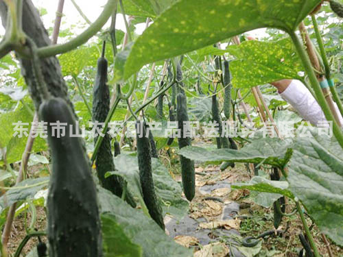 食堂承包
