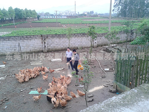蔬菜批发